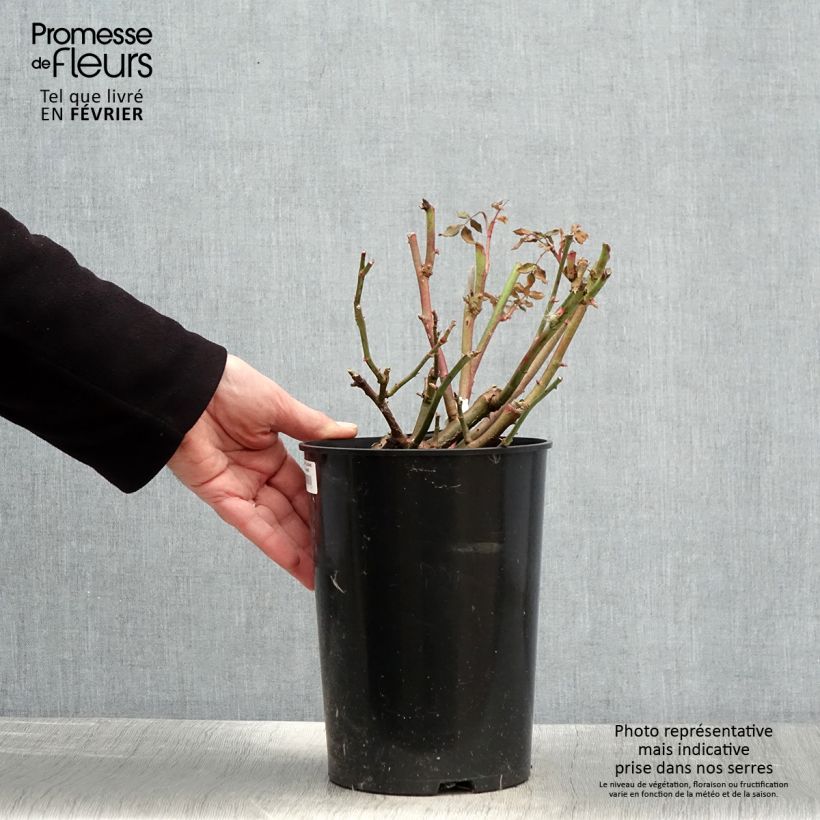 Example of Rosier David Austin Lichfield Angel  Pot van 4 l/5 l as you get in hiver