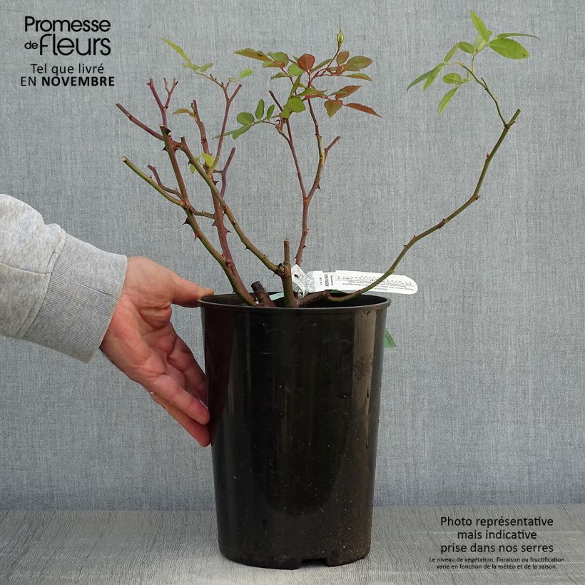 Exemplaar van Rosa Malvern Hills - David Austinroos Pot van 4 l/5 l zoals geleverd in de herfst