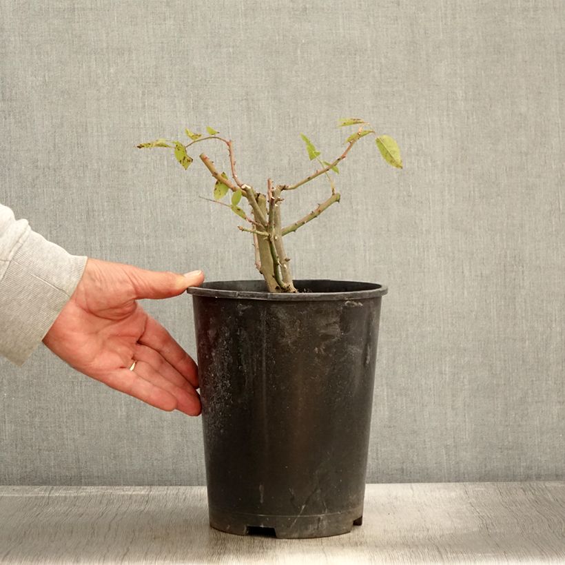 Exemplaar van Rosa Mary Rose - David Austinroos Pot van 4 l/5 l zoals geleverd in de herfst