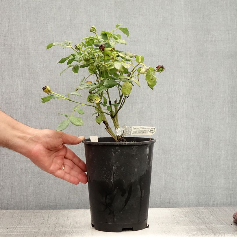 Exemplaar van Rosa Molineux - David Austinroos Pot van 4 l/5 l zoals geleverd in de zomer