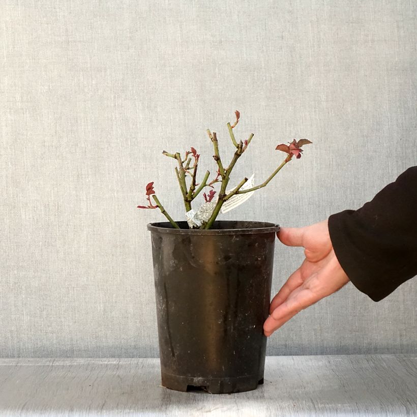 Exemplaar van Rosa Port Sunlight - David Austinroos Pot van 4 l/5 l zoals geleverd in de herfst