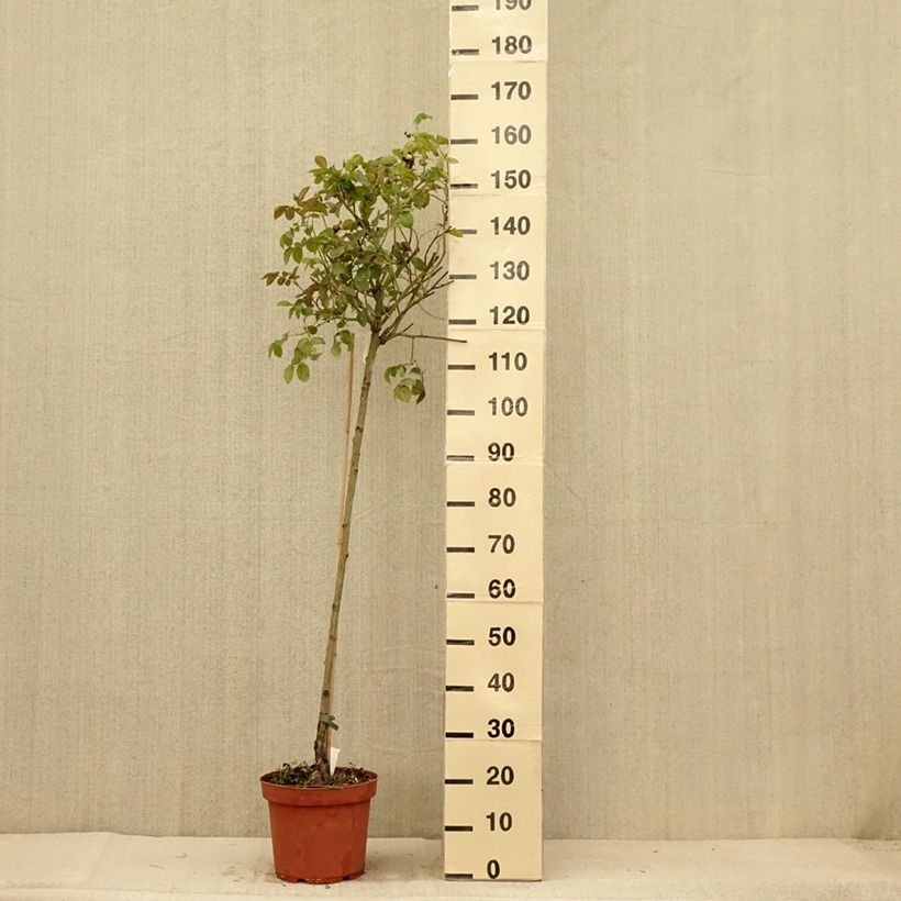 Exemplaar van Rosa Port Sunlight - David Austinroos Pot van 7,5 l/10 l, Stengel zoals geleverd in de zomer