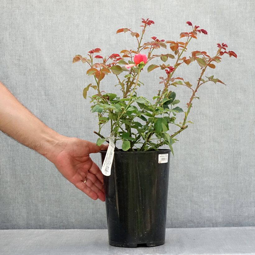 Exemplaar van Rosa Princess Alexandra of Kent - David Austinroos Pot van 4 l/5 l zoals geleverd in de zomer