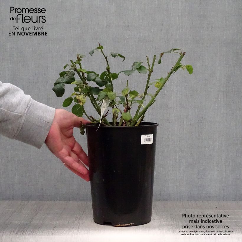 Exemplaar van Rosa Princess Anne - David Austinroos Pot van 3 l/4 l zoals geleverd in de herfst