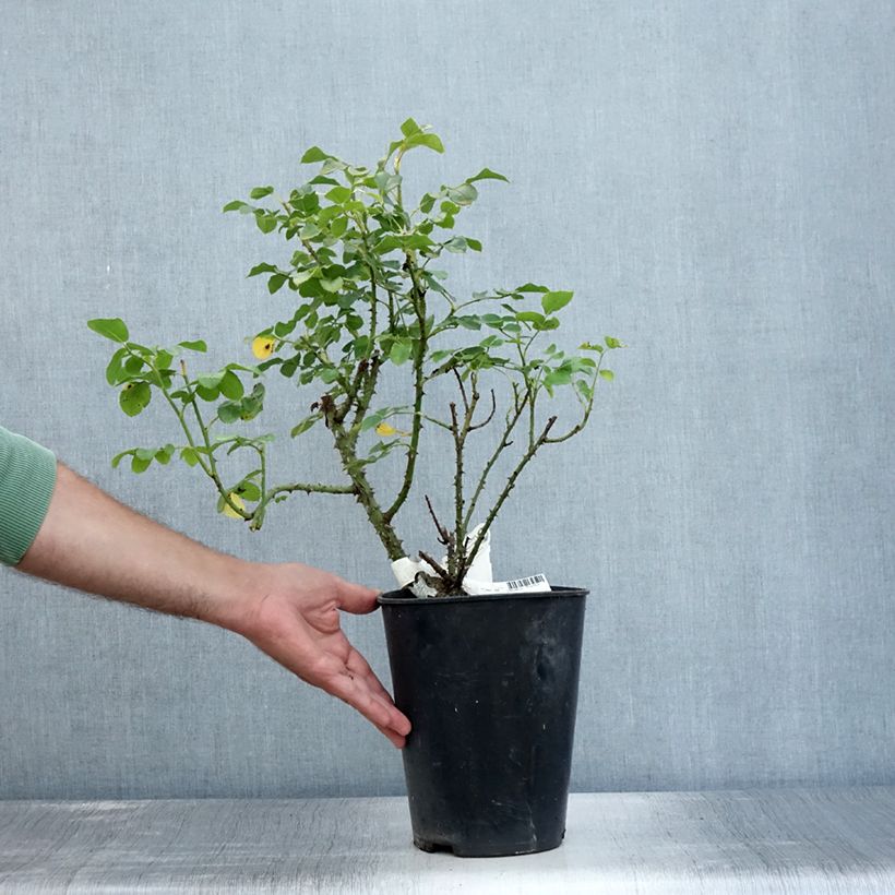 Exemplaar van Rosa Princess Anne - David Austinroos Pot van 3 l/4 l zoals geleverd in de zomer