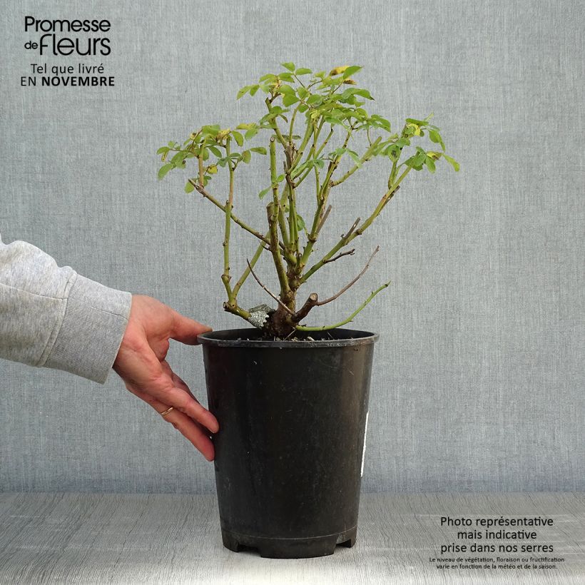 Exemplaar van Rosa Sir John Betjeman - David Austinroos Pot van 4 l/5 l zoals geleverd in de herfst