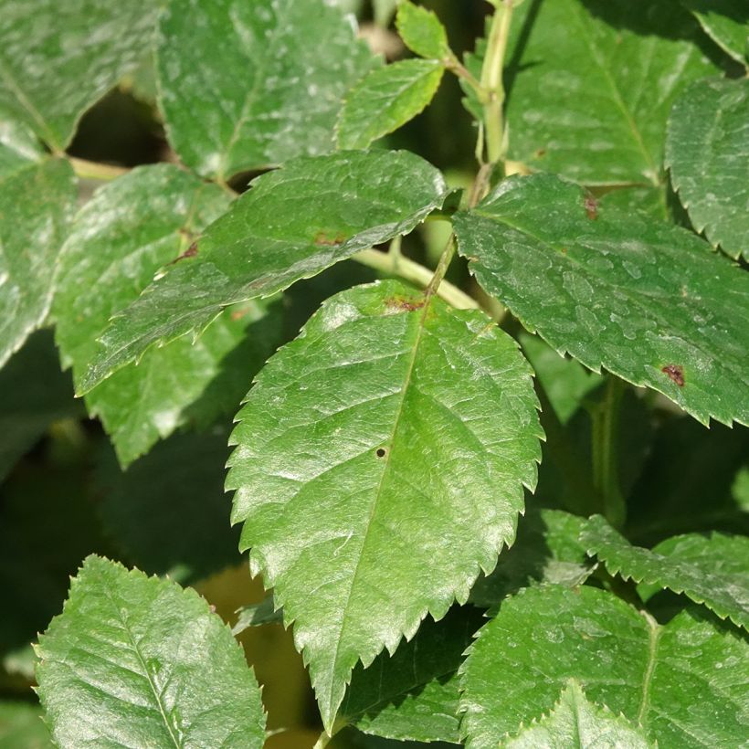 Rosa Summer Song - David Austinroos (Blad)