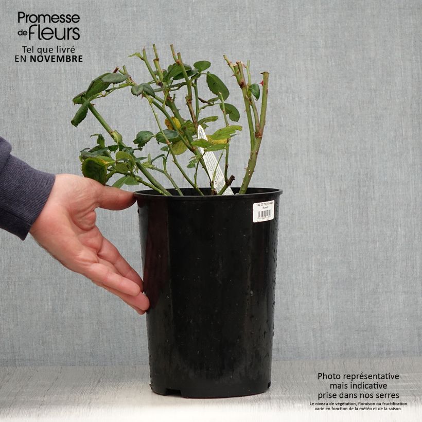 Exemplaar van Rosa Alnwick Castle - David Austinroos Pot van 4 l/5 l zoals geleverd in de herfst
