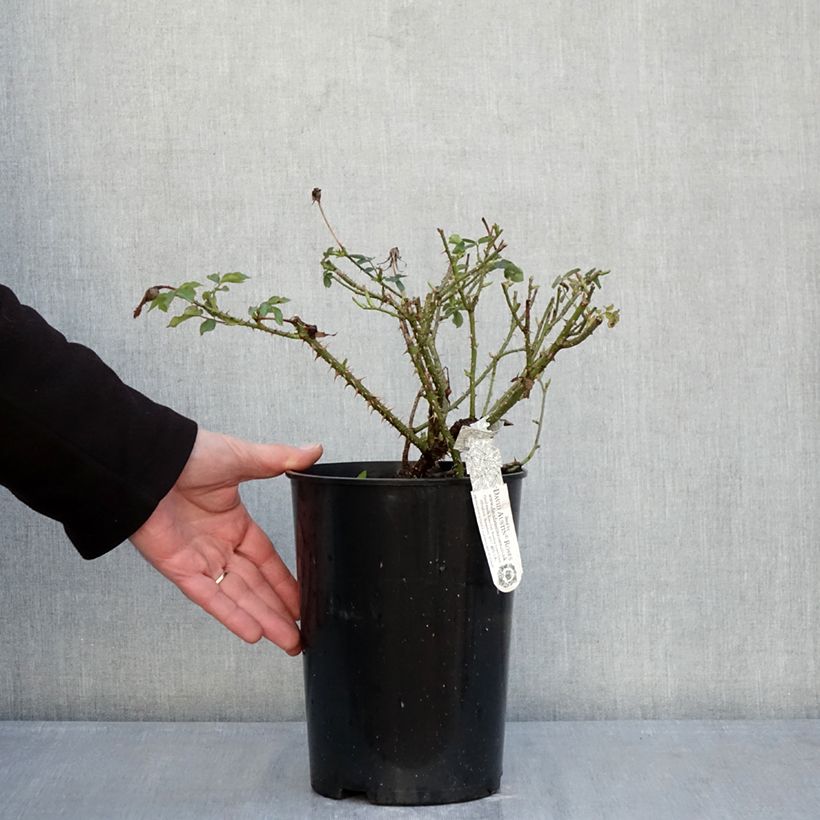 Exemplaar van Rosa The Country Parson - David Austinroos Pot van 4 l/5 l zoals geleverd in de winter