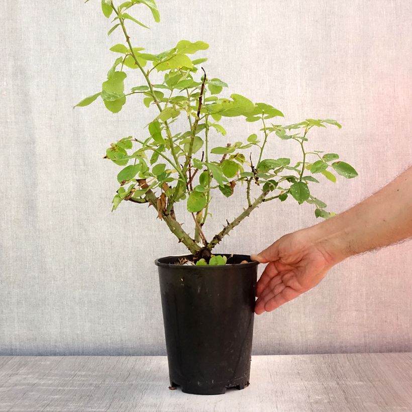 Exemplaar van Rosa The Lady Gardener - David Austinroos Pot van 4 l/5 l zoals geleverd in de zomer
