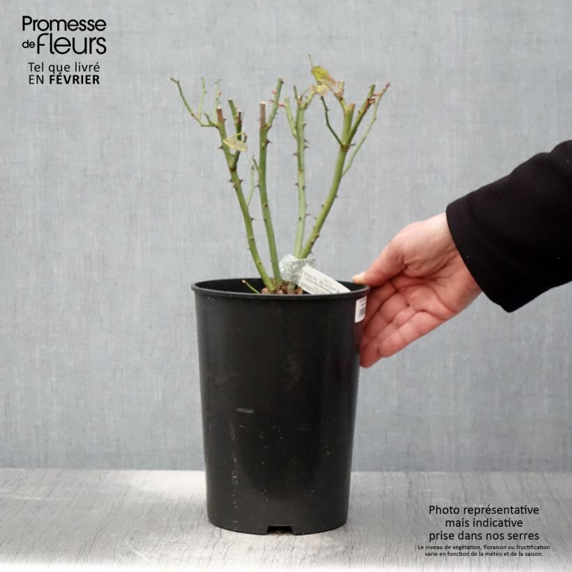 Example of Rosier David Austin The Lady Gardener  Pot van 4 l/5 l as you get in hiver