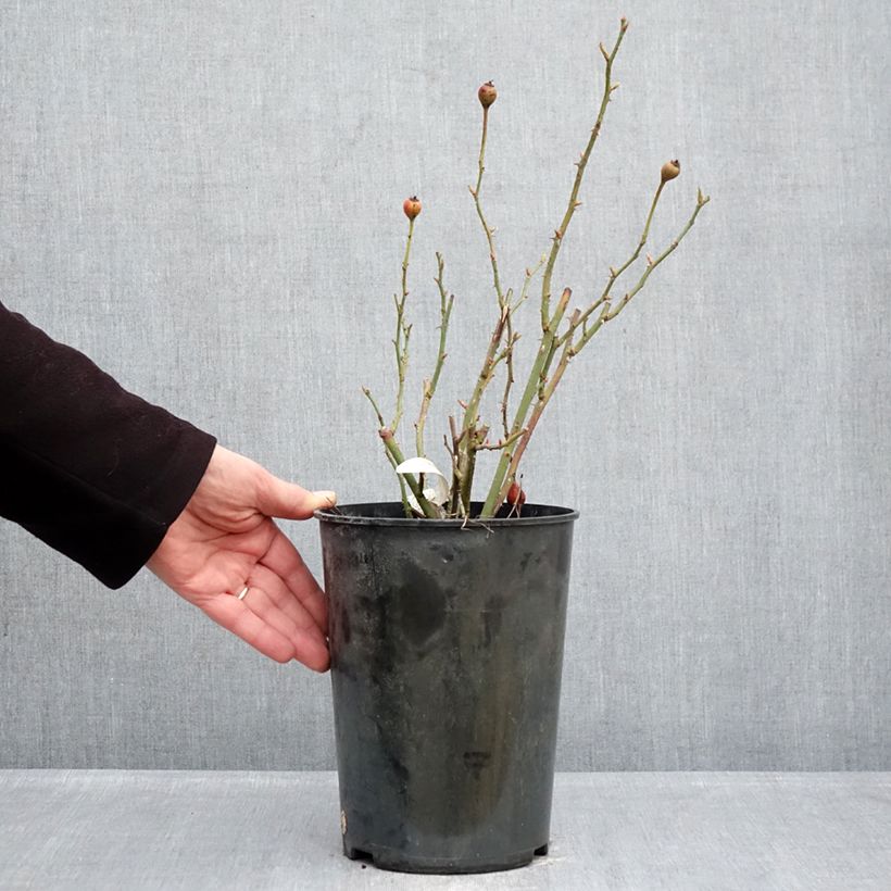 Exemplaar van Rosa The Lark Ascending - David Austinroos Pot van 4 l/5 l zoals geleverd in de winter