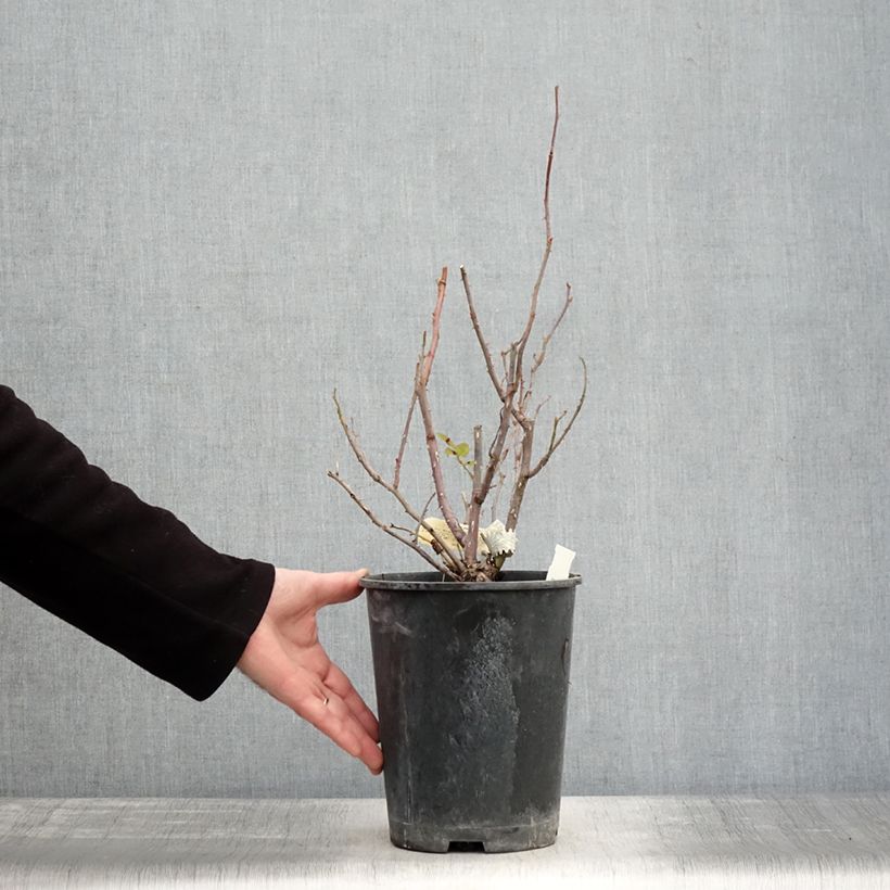 Example of Rosier David Austin The Mill on the Floss Pot van 4 l/5 l as you get in hiver