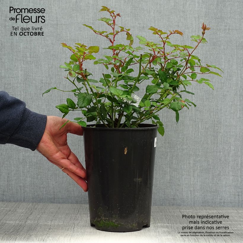Exemplaar van Rosa The Poet's Wife - David Austinroos Pot van 4 l/5 l zoals geleverd in de herfst