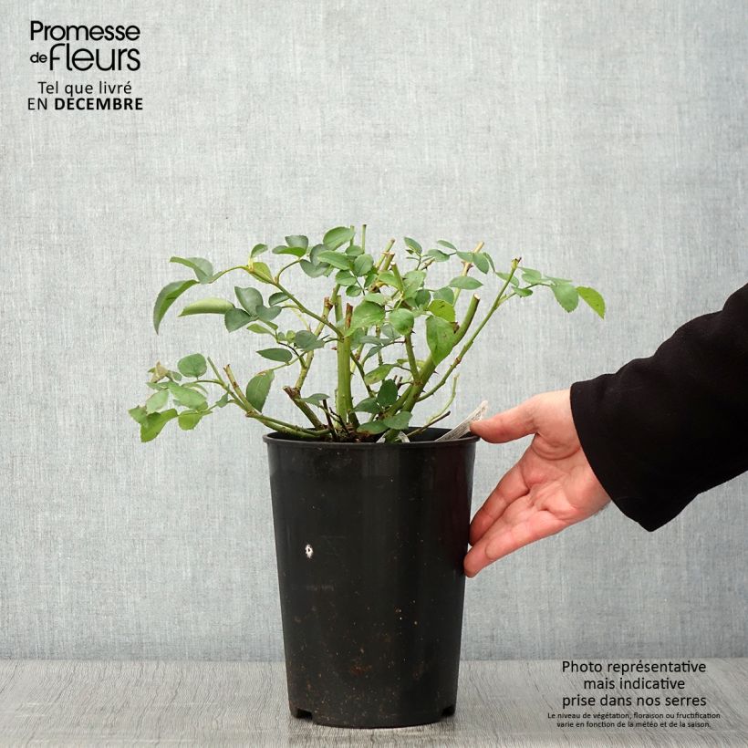 Exemplaar van Rosa Wildeve - David Austinroos Pot van 4 l/5 l zoals geleverd in de herfst