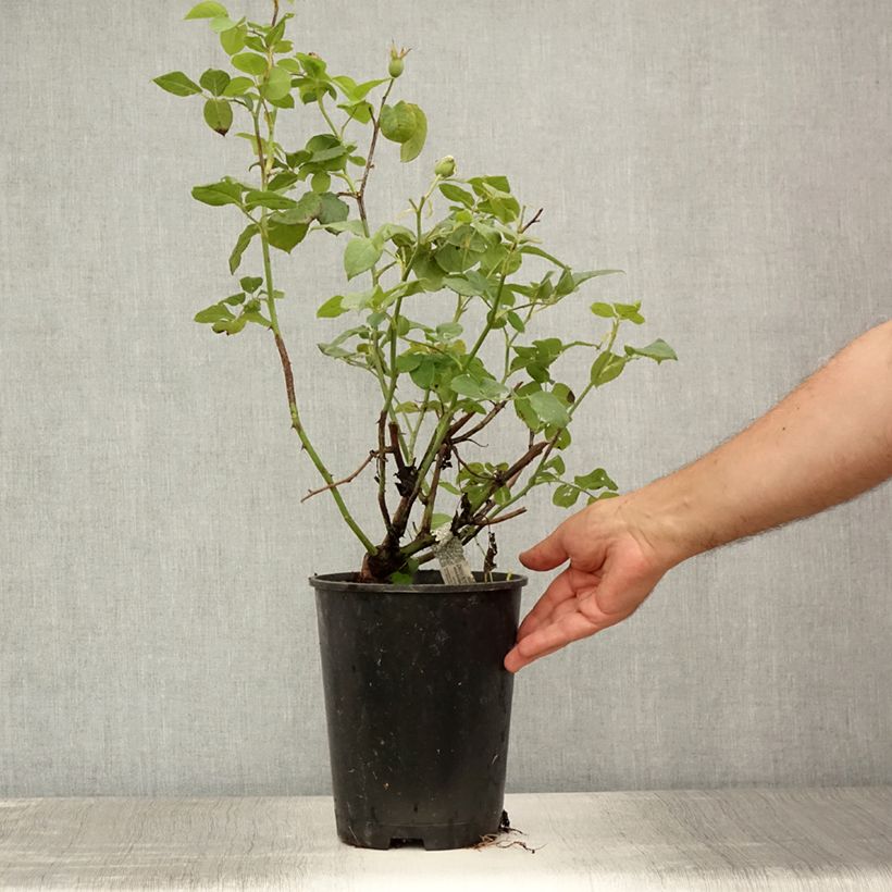 Exemplaar van Rosa William and Catherine - David Austinroos Pot van 4 l/5 l zoals geleverd in de zomer