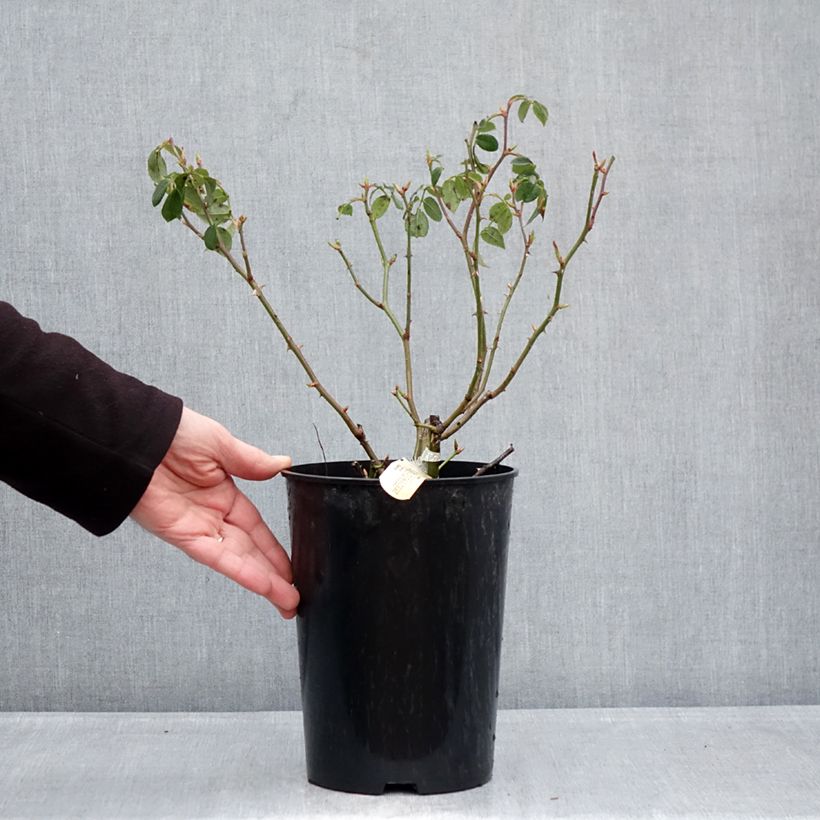 Exemplaar van Rosa Wisley 2008 - David Austinroos Pot van 4 l/5 l zoals geleverd in de winter