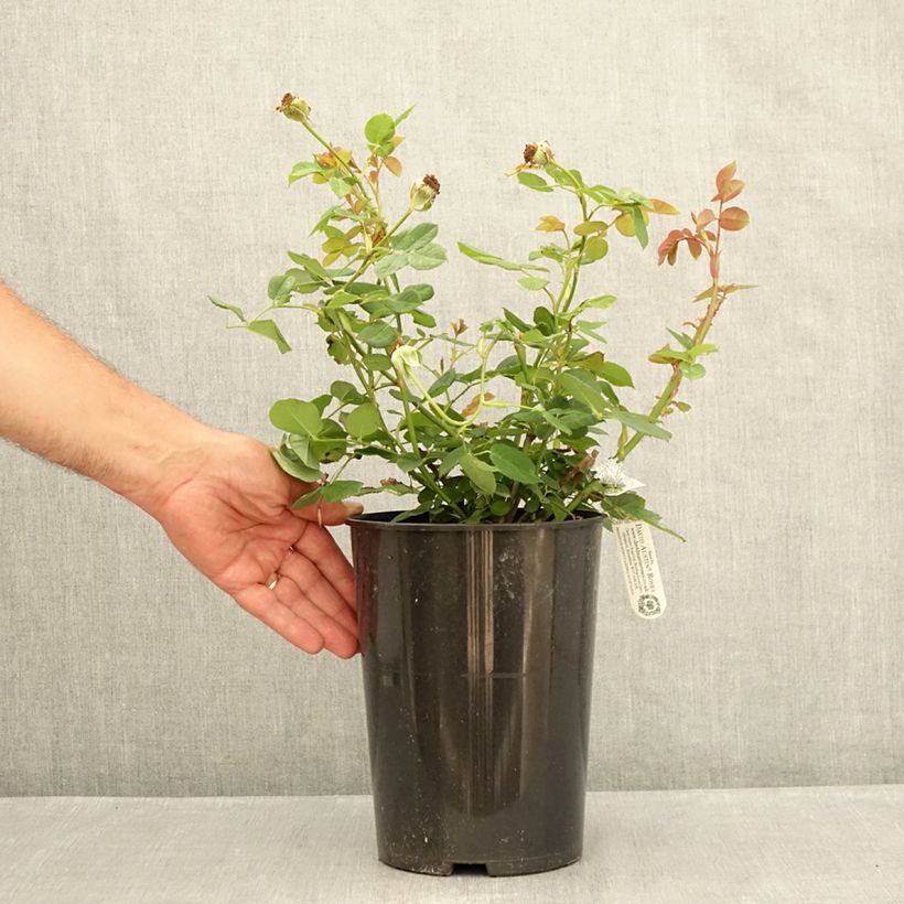 Exemplaar van Rosa Wollerton Old Hall - David Austinroos Pot van 4 l/5 l zoals geleverd in de zomer