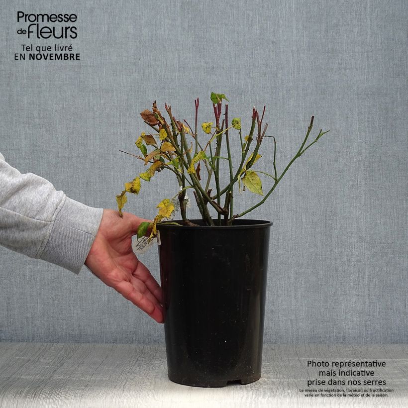 Exemplaar van Rosa Young Lycidas - David Austinroos Pot van 4 l/5 l zoals geleverd in de herfst