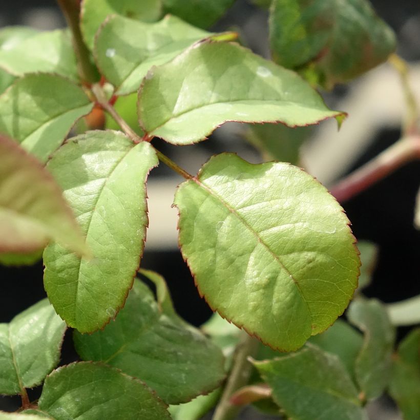 Rosa Young Lycidas - David Austinroos (Blad)