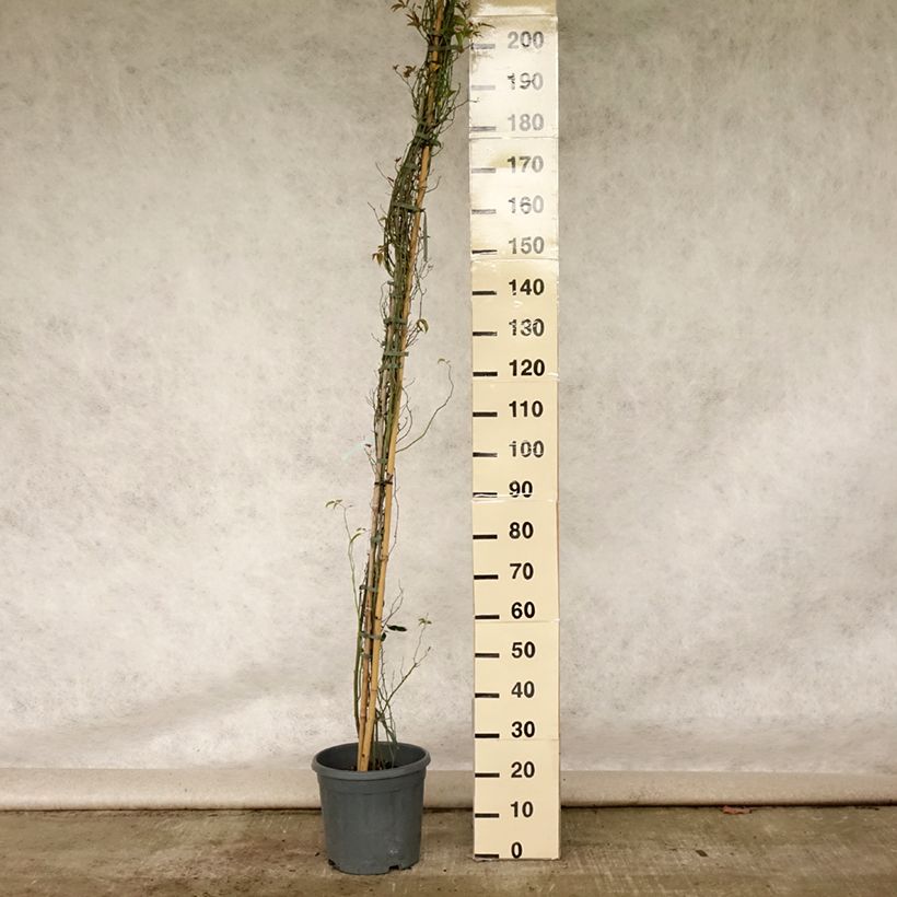 Exemplaar van Rosa banksiae Alba Plena - Banksia roos Pot van 6 l/7 l zoals geleverd in de zomer