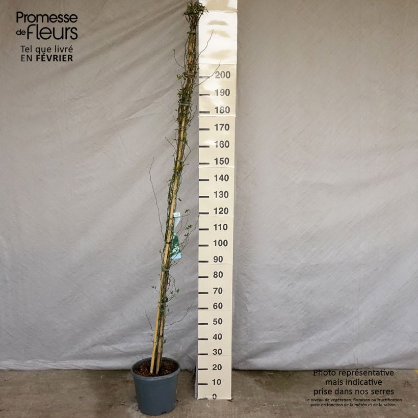 Example of Rosa banksiae Alba Plena - Banksia roos Pot van 6 l/7 l as you get in hiver