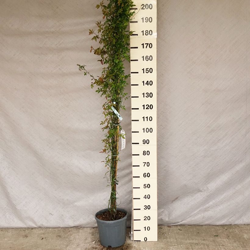 Exemplaar van Rosa banksiae Alba Plena - Banksia roos Pot van 6 l/7 l zoals geleverd in de lente