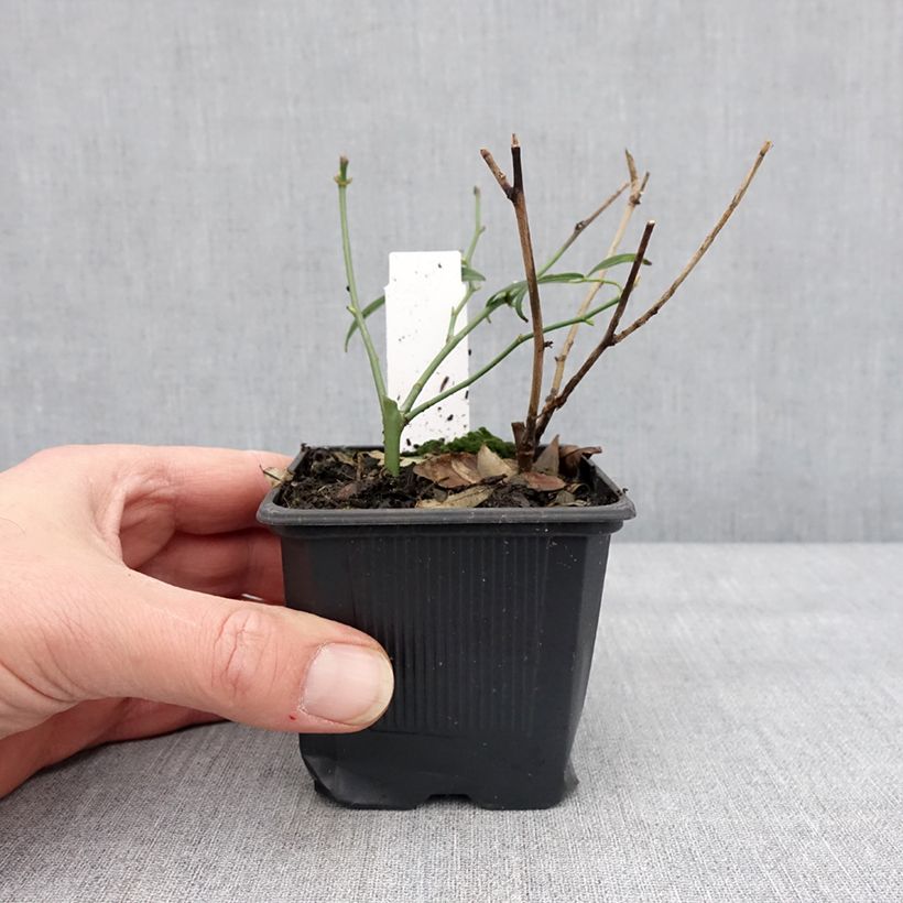 Example of Rosa banksiae Alba Plena - Banksia roos Kweekpotje van 8/9 cm as you get in hiver