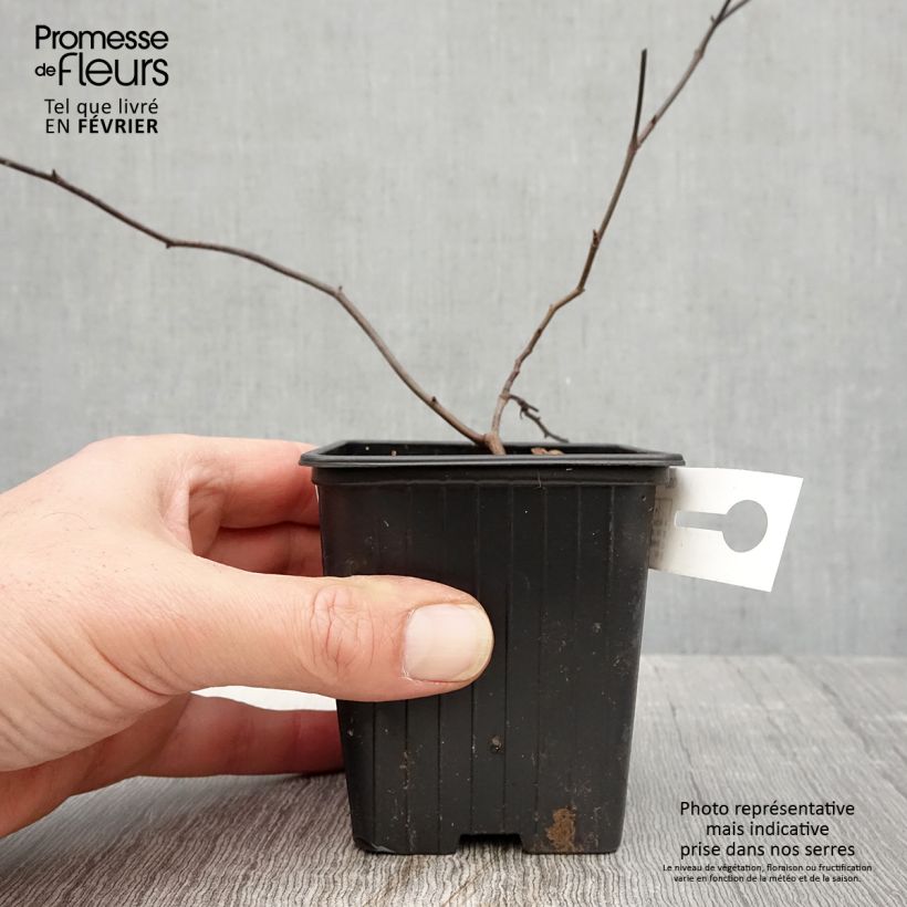 Example of Rosa banksiae Lutea - Banksia roos Kweekpotje van 8/9 cm as you get in hiver