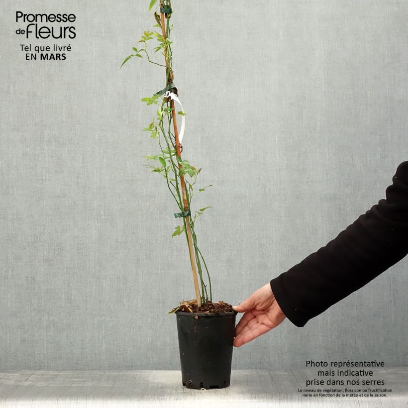 Exemplaar van Rosa banksiae Lutea - Banksia roos Pot van 2 l/3 l zoals geleverd in de lente