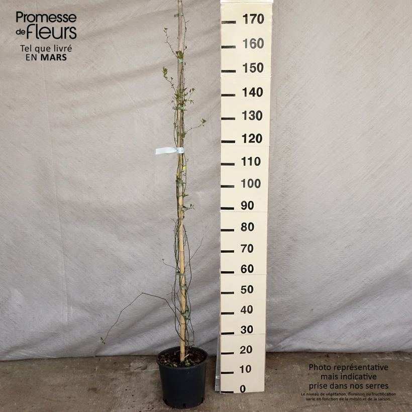 Exemplaar van Rosa banksiae Lutea - Banksia roos Pot van 7,5 l/10 l zoals geleverd in de lente