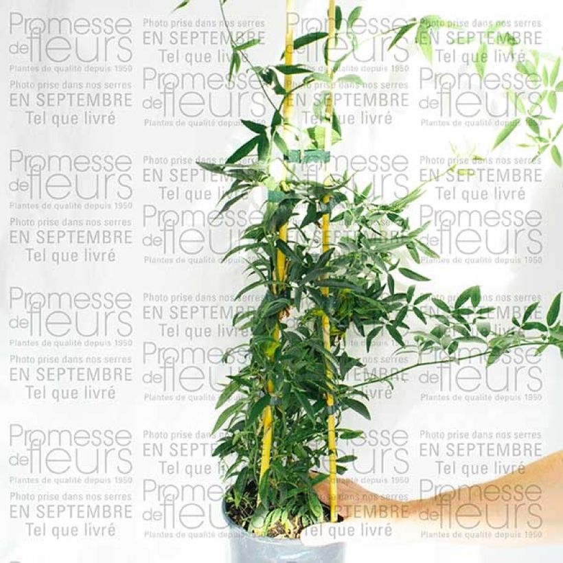 Voorbeeld van een exemplaar van Rosa banksiae Lutea - Banksia roos Pot van 7,5 l/10 l zoals geleverd