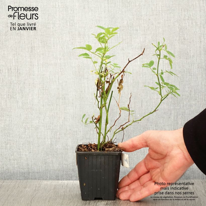 Example of Rosa banksiae Rosea - Banksia roos Kweekpotje van 8/9 cm as you get in hiver