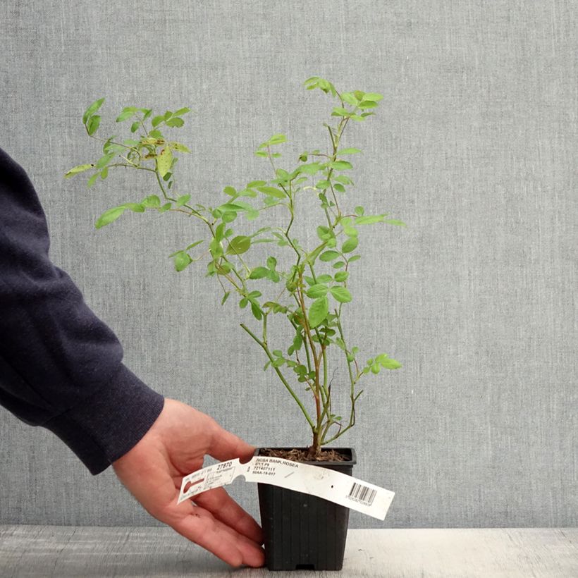 Exemplaar van Rosa banksiae Rosea - Banksia roos Kweekpotje van 8/9 cm zoals geleverd in de lente