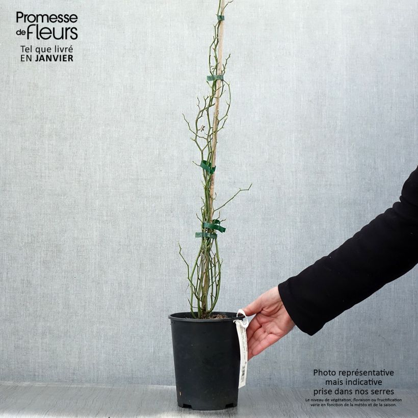 Example of Rosa banksiae Rosea - Banksia roos Pot van 2 l/3 l as you get in hiver