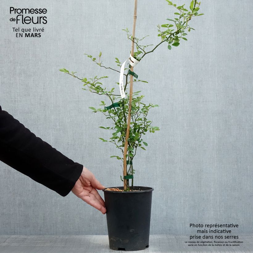 Exemplaar van Rosa banksiae Rosea - Banksia roos Pot van 2 l/3 l zoals geleverd in de lente