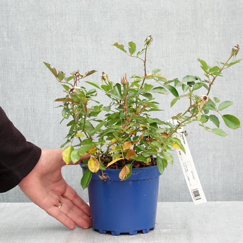 Exemplaar van Rosa Baia - Polyantharoos Pot van 2 l/3 l zoals geleverd in de herfst