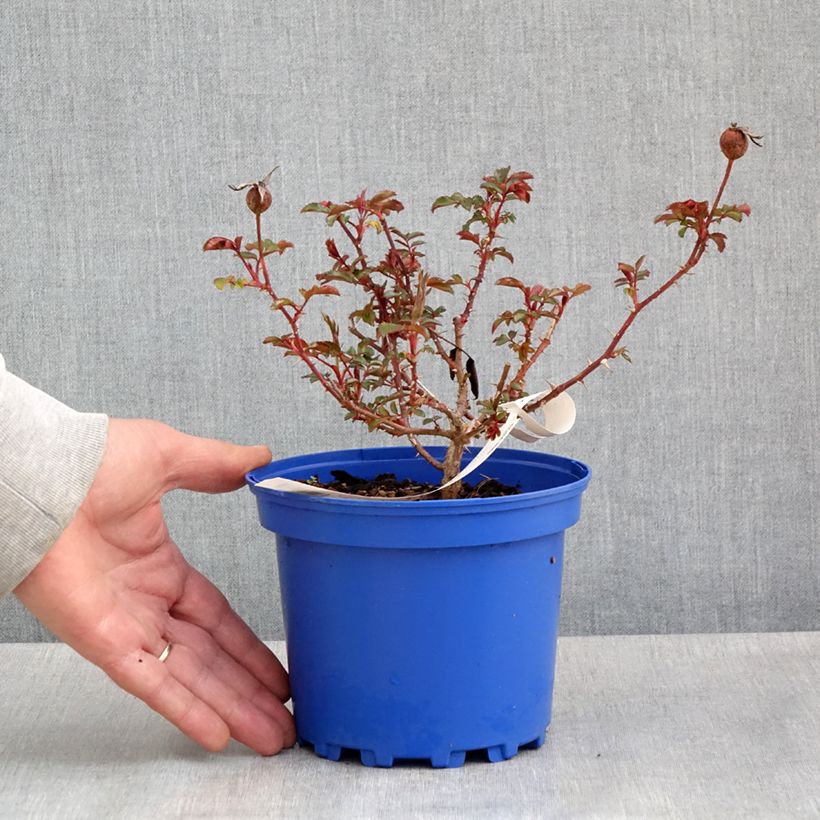 Exemplaar van Rosa Baia - Polyantharoos Pot van 2 l/3 l zoals geleverd in de lente