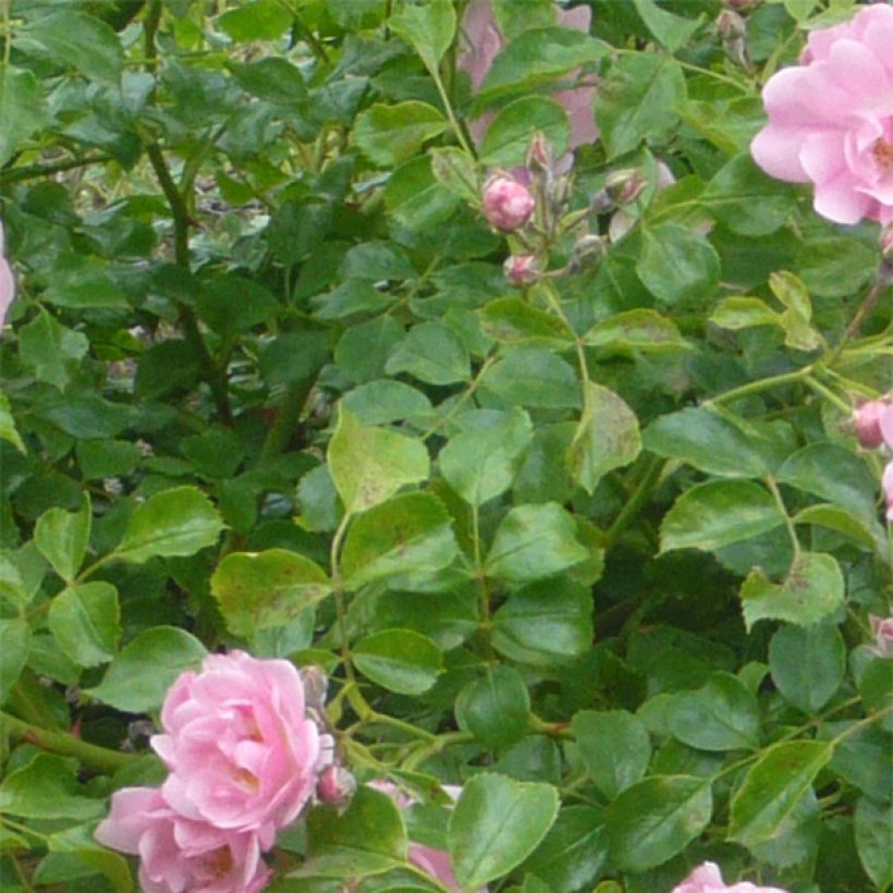 Rosa Mareva - Polyantharoos (Foliage)