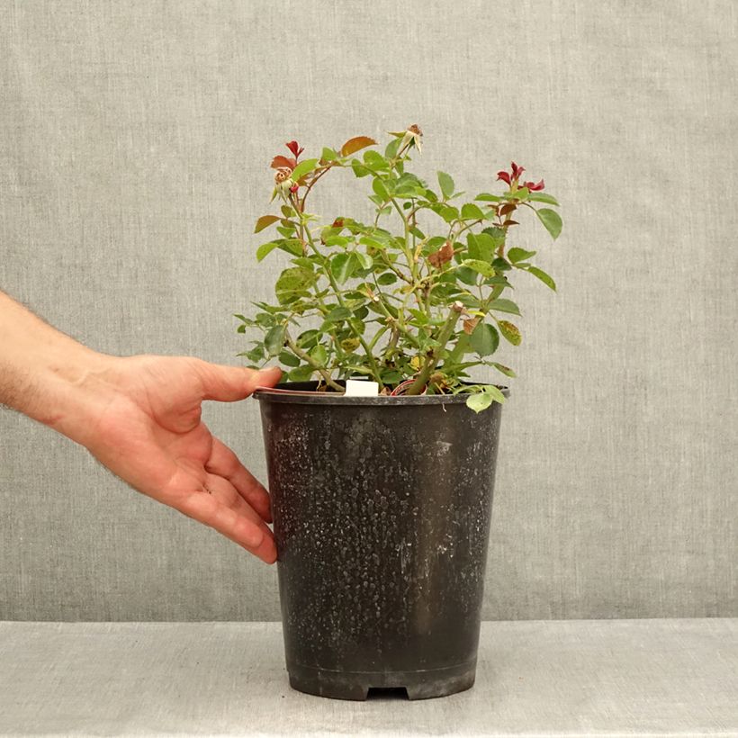 Exemplaar van Rosa New Vesuvia - Polyantharoos Pot van 2 l/3 l zoals geleverd in de zomer