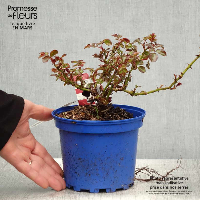 Exemplaar van Rosa New Vesuvia - Polyantharoos Pot van 2 l/3 l zoals geleverd in de lente