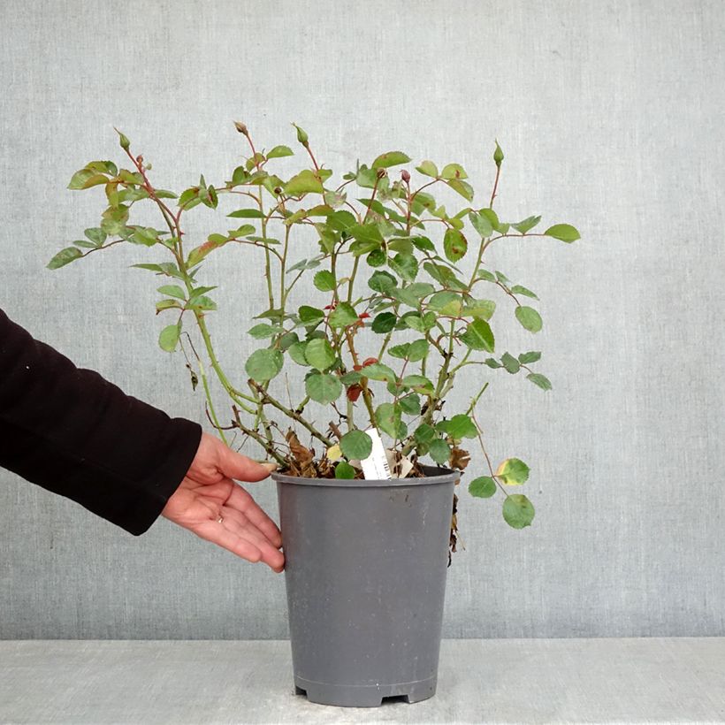 Exemplaar van Rosa New Vesuvia - Polyantharoos Pot van 4 l/5 l zoals geleverd in de lente