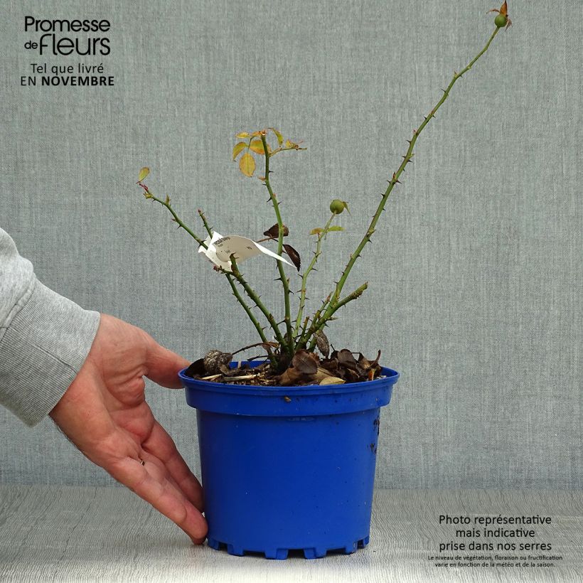Exemplaar van Rosa Soleya - Polyantharoos Pot van 2 l/3 l zoals geleverd in de herfst