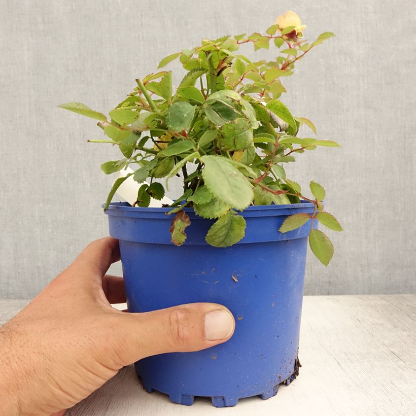 Exemplaar van Rosa Soleya - Polyantharoos Pot van 2 l/3 l zoals geleverd in de zomer