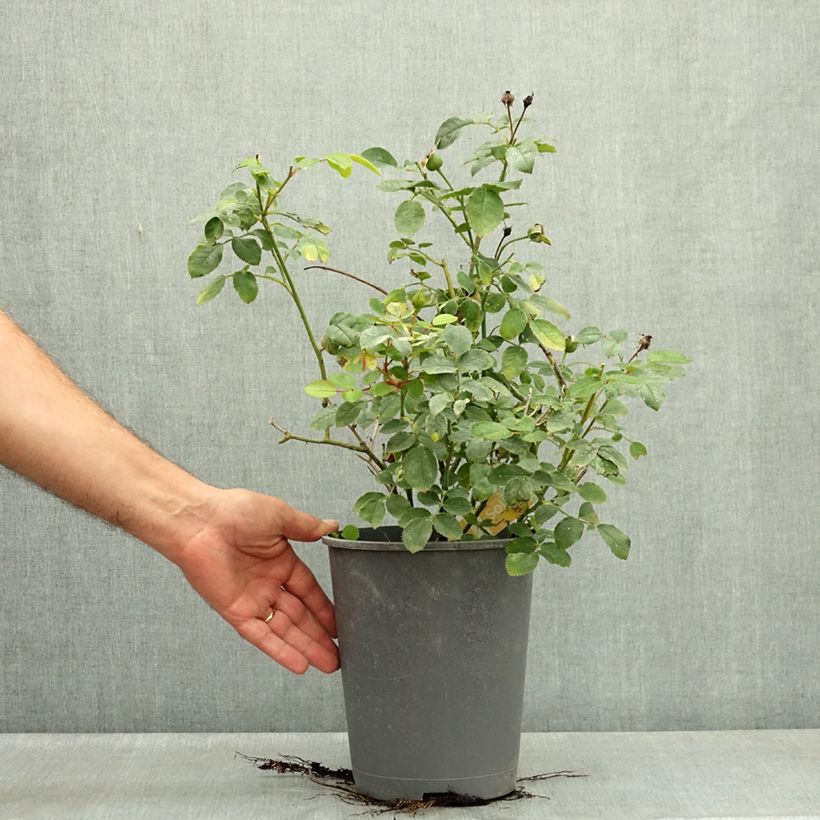 Exemplaar van Rosa Soleya - Polyantharoos Pot van 4 l/5 l zoals geleverd in de zomer