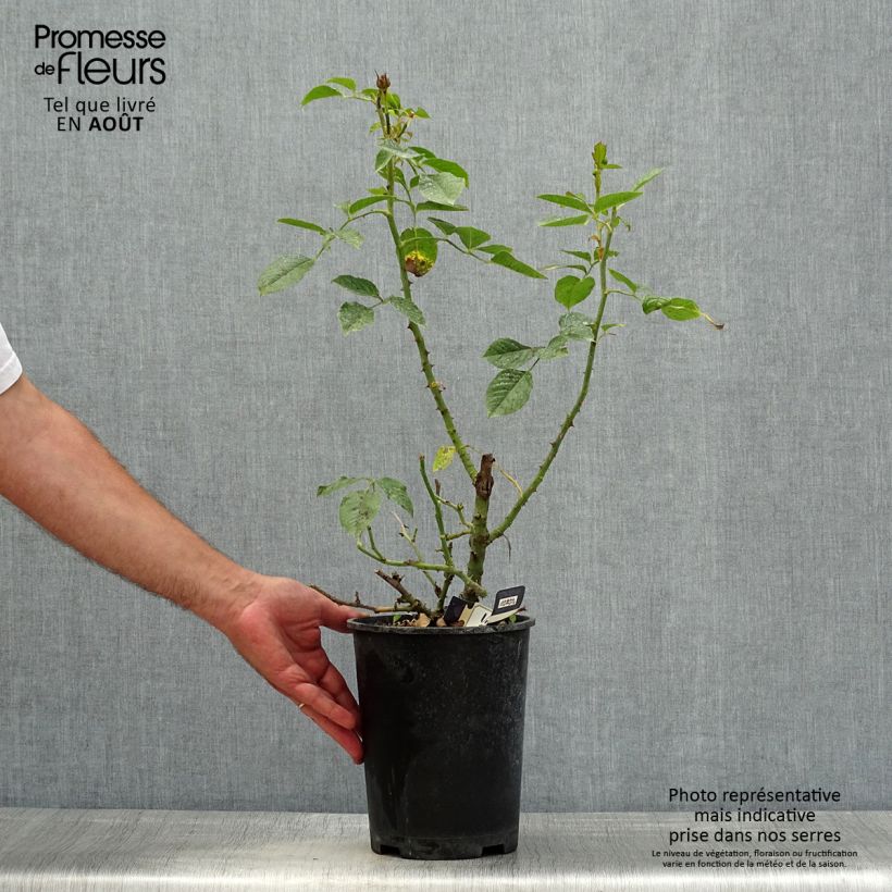 Exemplaar van Rosa Amber Voluptia - Polyantharoos Pot van 4 l/5 l zoals geleverd in de zomer
