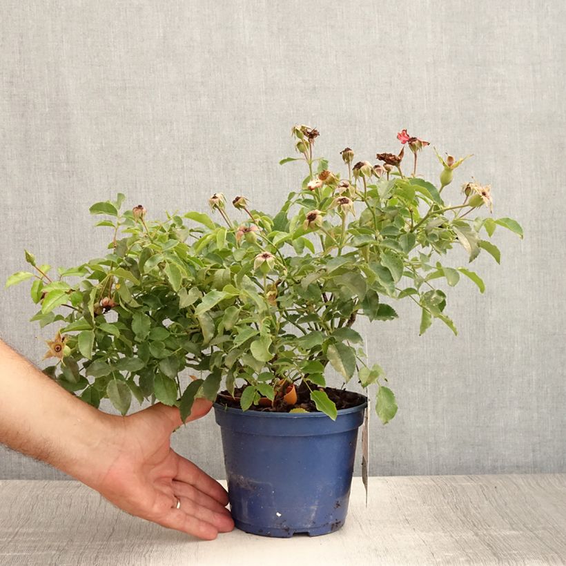 Exemplaar van Rosa Flower Carpet Amber - Polyantharoos Pot van 2 l/3 l zoals geleverd in de zomer