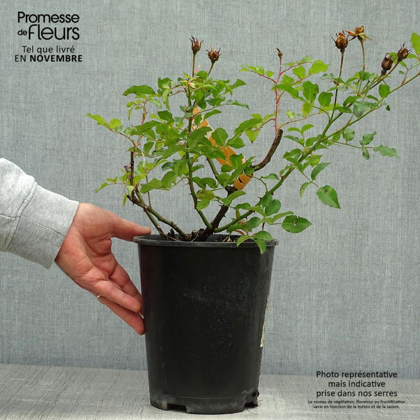 Exemplaar van Rosa Flower Carpet Amber - Polyantharoos Pot van 4 l/5 l zoals geleverd in de herfst