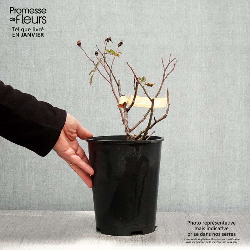 Example of Rosier Décorosiers Calizia Pot van 4 l/5 l as you get in hiver