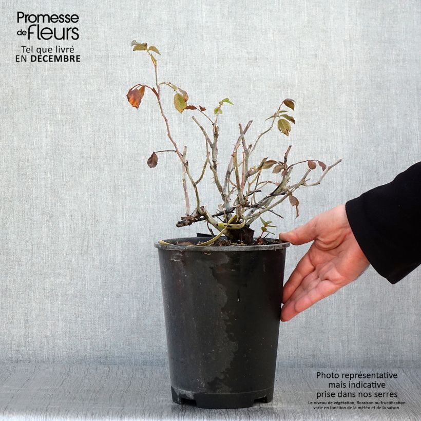 Exemplaar van Rosa Flower Carpet Sunshine (Celina) - Polyantharoos Pot van 4 l/5 l zoals geleverd in de herfst